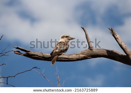 beautiful kookaburra on a branch 