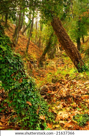 Picture of a thick forest dressed in vivid autumn colours.