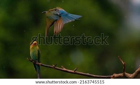 Pair of Beautiful Blue-tailed bee-eater (Merops philippinus) on the dry branches above the meadow, Phetchaburi Thailand.