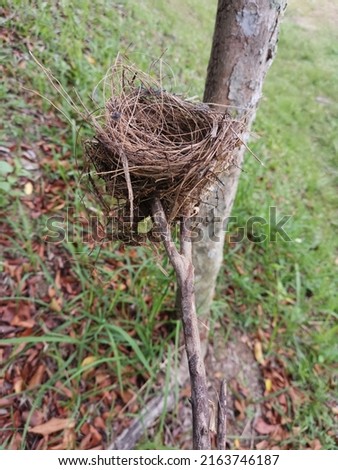 Selective Focus of A Small Bird Nest On A Tree Branch with Blurred Background 
