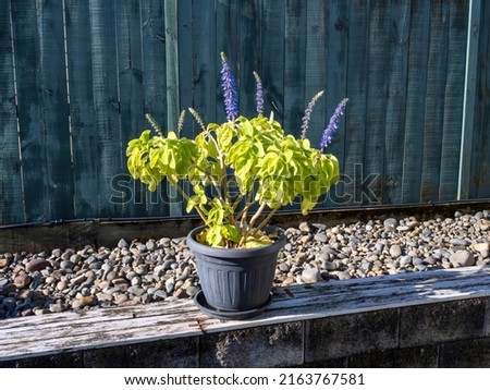 Blue spur flower (Plectranthus Coleus barbatus) plant in pot