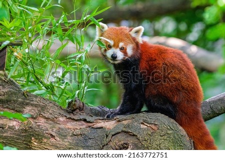 beautiful little panda sit on the tree