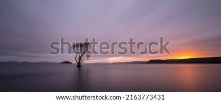 Lone tree at dawn, Lake Taupo, New Zealand Royalty-Free Stock Photo #2163773431