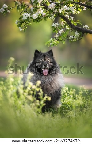Beautiful outdoor photo of grey black fluffy keeshond wolfspitz dog with tongue out sitting looking in camera in green grass under the apple tree brunch with blooming white flowers