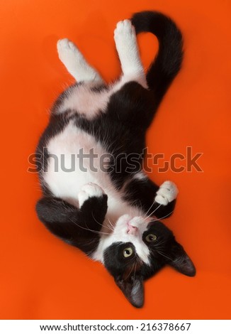 Black and white kitten lying on orange background