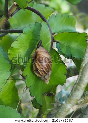 the snail is on the leaf