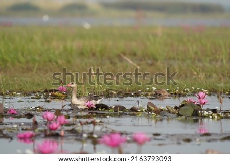 Greylag Goose floating in the red lotus pond, blurry grass feild background.                       