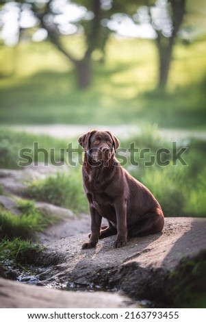 Outdoors photo of chocolate brown labrador retriever dog sitting near stream in morning sunlight on the background green grass and trees