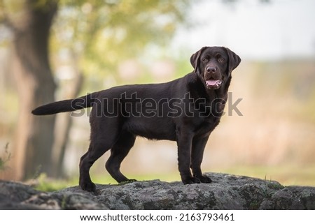 Outdoors photo of chocolate brown labrador retriever dog standing on the big grey rock looking in camera on summer background Royalty-Free Stock Photo #2163793461