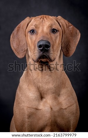 the portrait of Rhodesian Ridgeback Dog Royalty-Free Stock Photo #2163799979