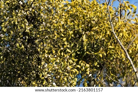 Mistletoe, Viscum, a parasitic plant on the tree. Mistletoe with white fruit growing on a birch tree, isolated against a blue sky.