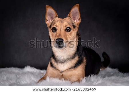 the portrait of happy Mongrel Dog