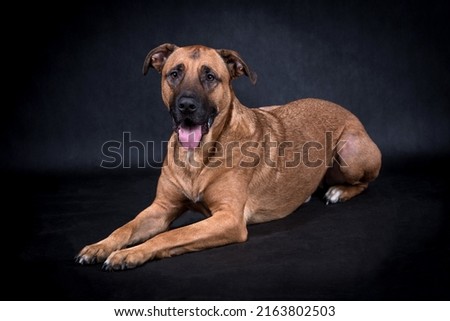 the portrait of happy Mongrel Dog