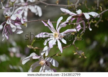 large pale pink magnolia blossoms