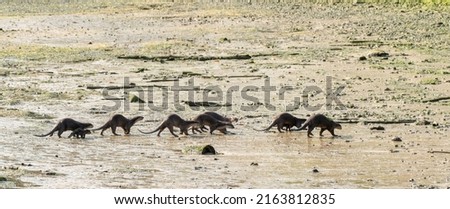 A family of smooth coated otters running on Changi Beach, Singapore.