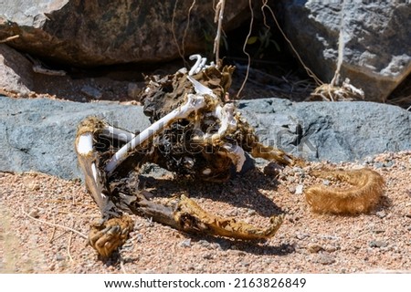 Dead monkey. Baboon. Skeleton in the desert.