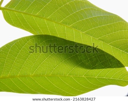 Close up view of green leaves of walnut tree with sunlight. Green macro leaf. Green leaves background. Leaf texture, background texture. Green leaf structure macro photography.