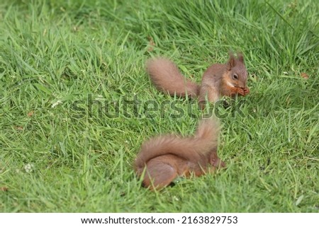 Red Squirrel in the wild, playing, climbing and eating
