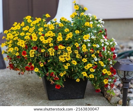 planter full of yellow, red and white Million Bells Royalty-Free Stock Photo #2163830047