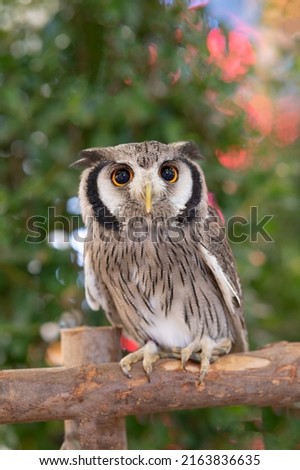 White-faced owl standing on a log on a natural background.