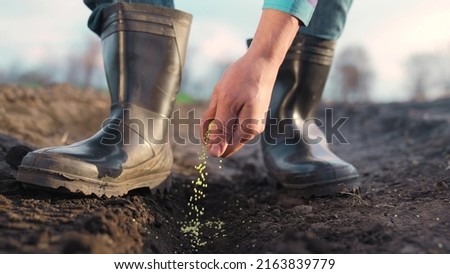 agriculture. farmer hands planting seeds. business plant agriculture concept. farmer hands is planting seeds in the suburbs beginning of the seasonal agricultural work. business agriculture garden Royalty-Free Stock Photo #2163839779