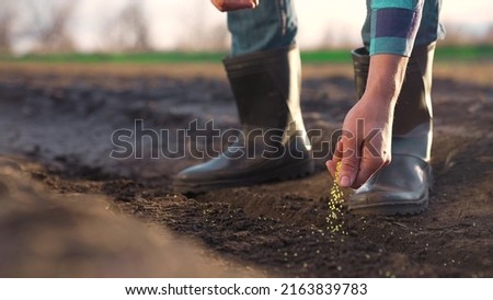 agriculture. farmer hands planting seeds. business a plant agriculture concept. farmer hands is planting seeds in the suburbs beginning of garden the seasonal agricultural work. business agriculture Royalty-Free Stock Photo #2163839783