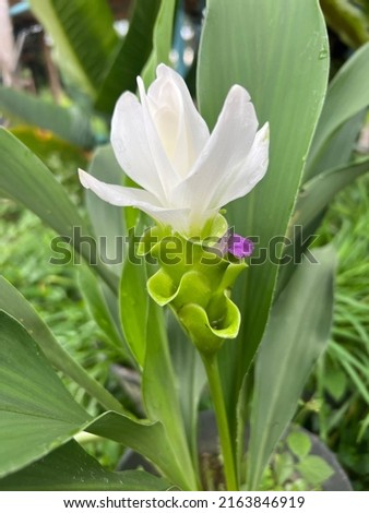 Pic natural flower good perfef verygood special