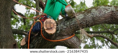 Man cutting down a tree sitting on a large tree branch while using a chainsaw close up. Royalty-Free Stock Photo #2163847435