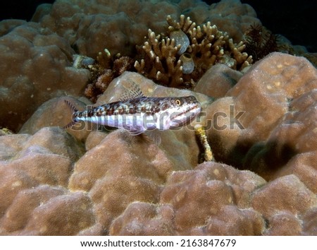 A sand Lizardfish amongst corals in Boracay Island Philippines