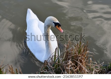 White swan in a river