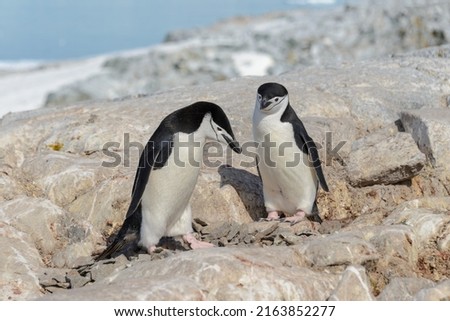 Chinstrap penguins on the beach in Antarctica
