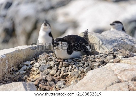 Chinstrap penguin laying on the rock in Antarctica