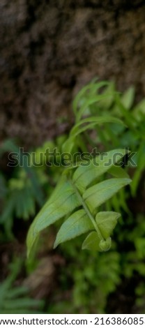 Beautiful pattern of small green long leaves of tropical wild garden of Fern Tree or Cyatheales, in the close photo can grow wild on a wet wall. Suitable for green background, cover, pause video