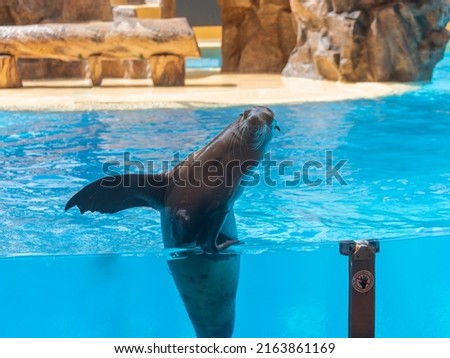 Sea lion waving in the bright blue water Royalty-Free Stock Photo #2163861169