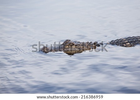 American alligator in tropical lake 
