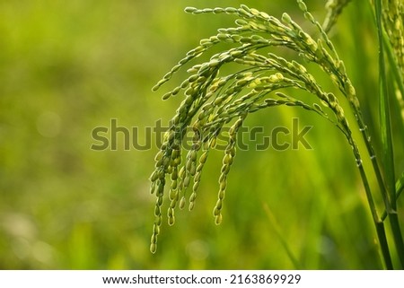 Newly grown paddy panicle view against the morning light. Portrait of paddy seeds.