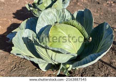 A maturing large head of white cabbage on the farm. Side view. Autumn harvest. The theme of farming, gardening, food and harvest.