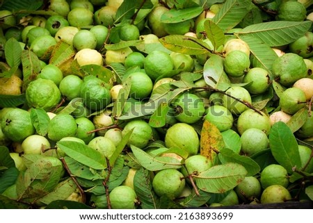 Green and Yellow Guava Fruit in the Market Royalty-Free Stock Photo #2163893699