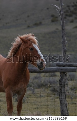 Ranch horses being driven in from winter pasture Royalty-Free Stock Photo #2163896159