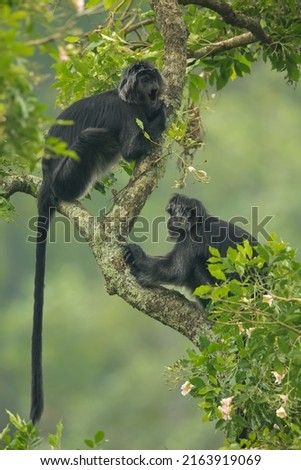 The lutungs, or leaf monkeys are a group of Old World monkeys in the genus Trachypithecus, Their range is much of Southeast Asia northeast India, Vietnam, southern China, Borneo, Thailand, Java, Bali