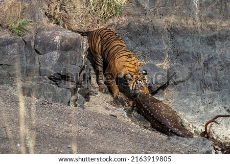 Panthera Tigris with kill in its natural habitat at Ranthambore, Rajasthan, India