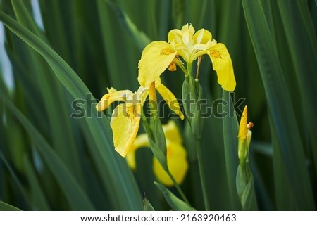 Close up of yellow flag, yellow iris or water flag (Iris pseudacorus). The flowers are blooming in spring Royalty-Free Stock Photo #2163920463