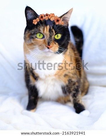 adult dark tricolor domestic female cat with wreath of flowers on head sits on light plush background, looks around, veterinary support for four-legged, concept of love for animals, caring for them