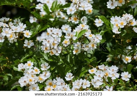 White Flowers of a Rambling Rose (Rosa filipes 'Kiftsgate') growing in a  Garden.  Royalty-Free Stock Photo #2163925173