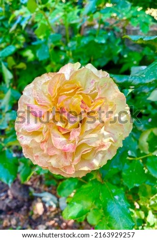 Beautiful rose in bloom in Paris