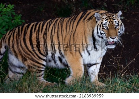 Walking tiger against dark grassy background