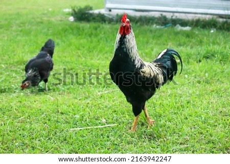 The rooster is standing in the yard. The rooster has black and light brown feathers