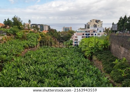 Flood water channel used as banana cultivation area with horizon over the sea in background, picture from Funchal Madeira Portugal.