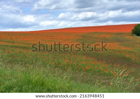 Field of poppies. The undulating landscape of South Moravia, Moravian Tuscany. Beautiful pastel colors of the Moravian landscape.