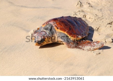 the Loggerhead turtle (Caretta caretta) in Fuerteventura